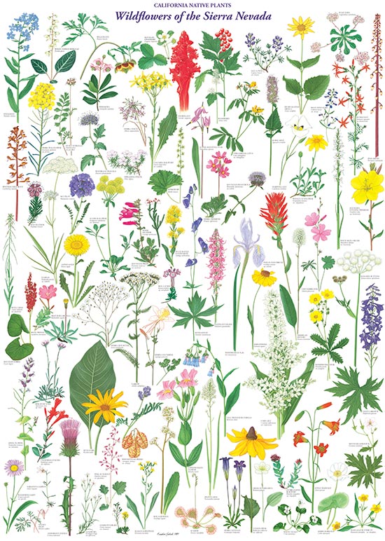 Wildflowers of the Sierra-Nevada poster