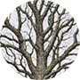 Licheon Oak