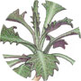 Streptanthus barbiger seedlings