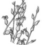 Streptanthus barbiger.w.sig