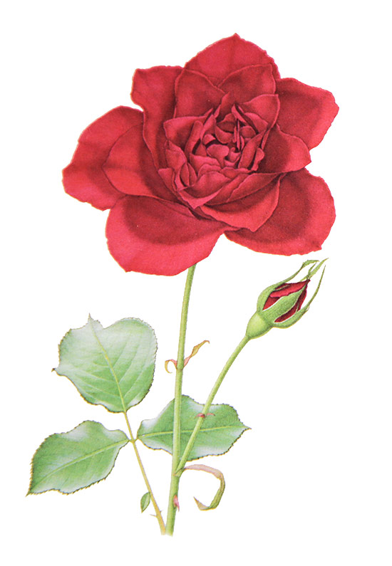 Roses3