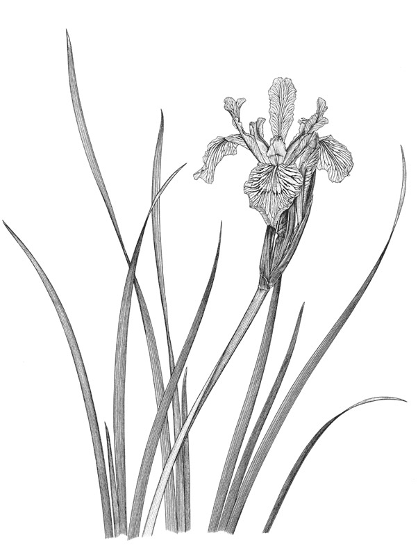 Iris-longipetala