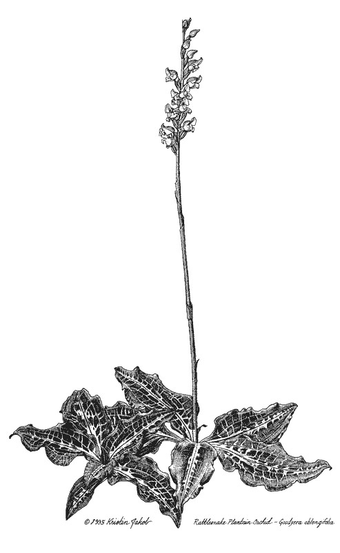 Rattlesnake-Plantain-Orchid--Goodyera-oblongifolia