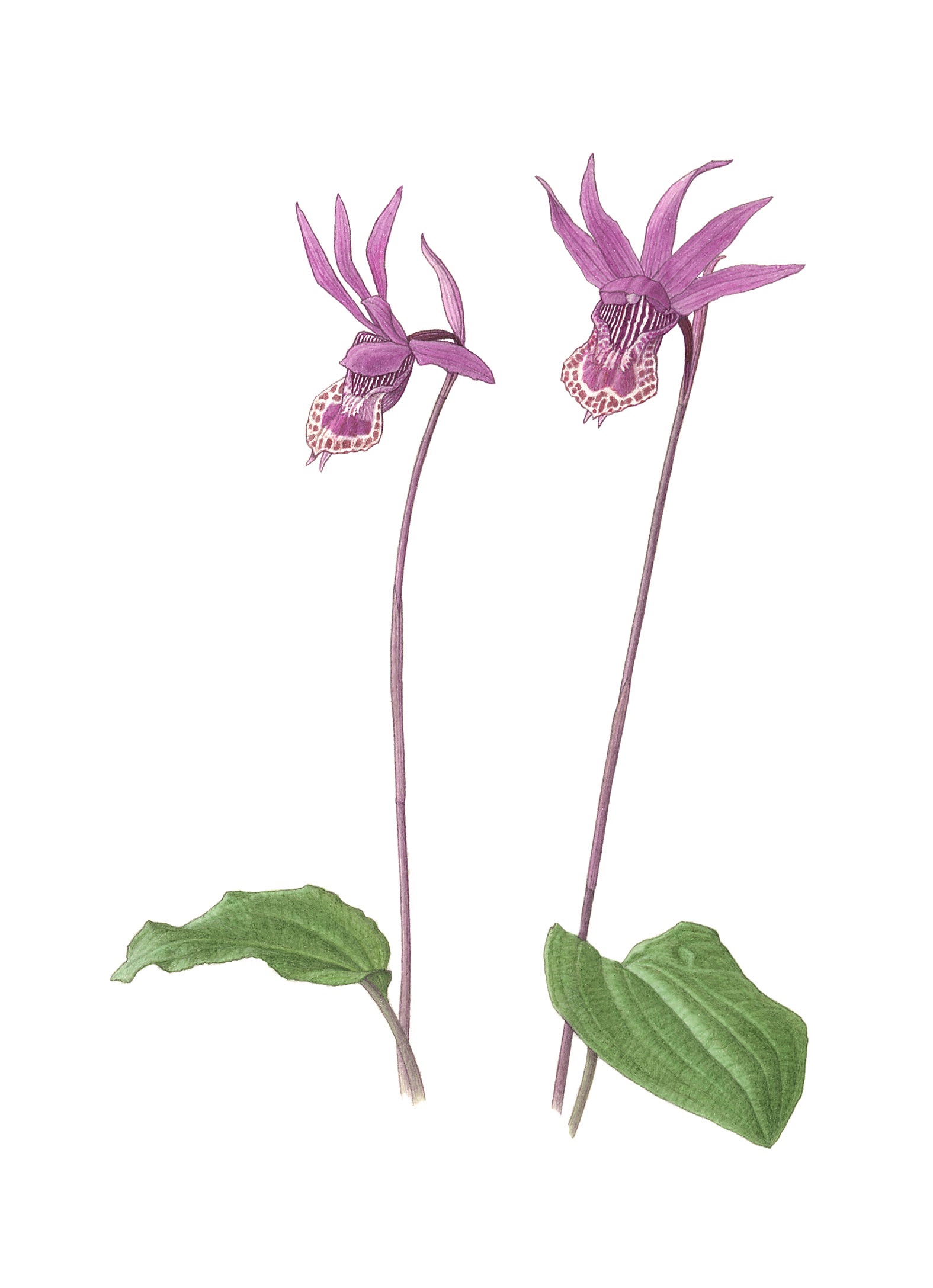 Fairy Slipper Orchid ~ Calypso bulbosa