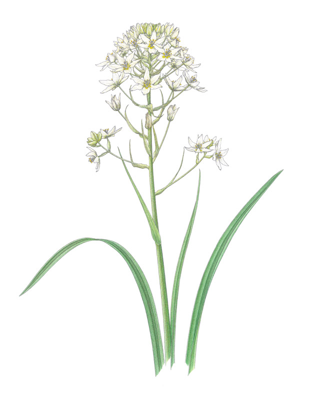 Star-Lily---Toxicoscordion (Zigadenus) fremontii