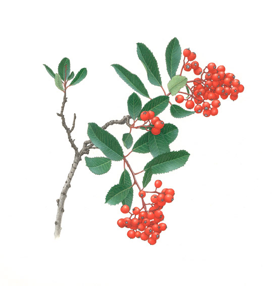 Toyon-berries---Heteromeles-arbutifolia
