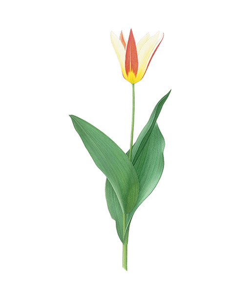 Tulipa-kaufmanniana
